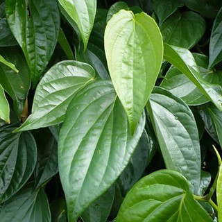 TINH DẦU LÁ TRẦU (Piper Betel Leaf  Oil) 50ml