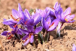 BỘT MẶT NẠ HỒNG SÂM SAFFRON COLLAGEN