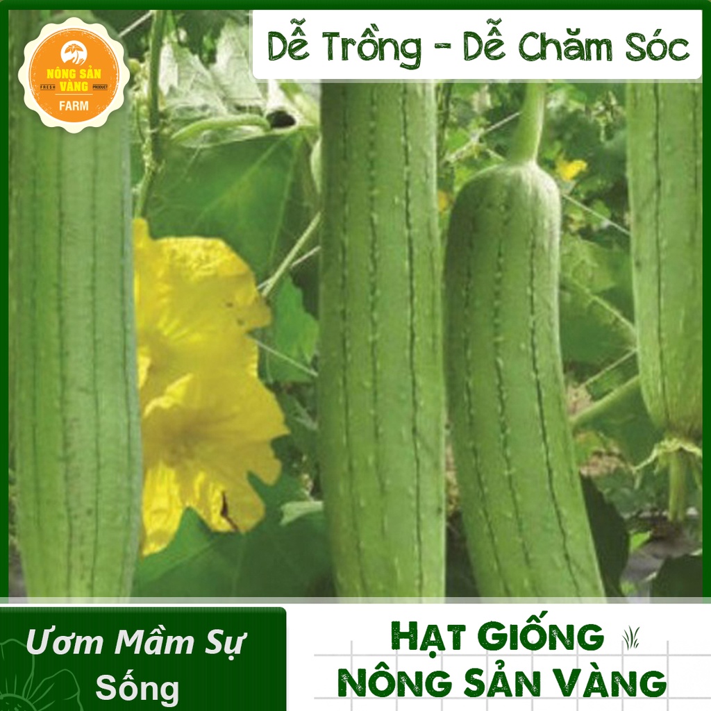 [HCM]Hạt giống Dây Leo, La Gim, Dễ Trồng, Nảy Mầm Cao, Năng Suất Cao - Nông Sản Vàng