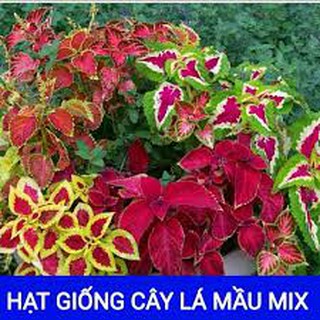 HẠT GIỐNG CÂY MAY MẮN NHIỀU MÀU GÓI 50H
