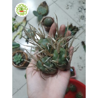 Xương rồng gai giấy