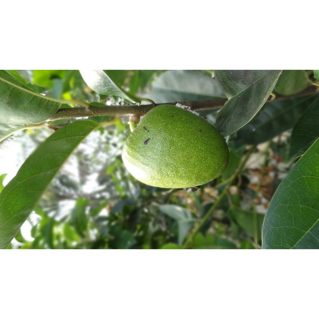 Trái bình bát xanh (1kg)