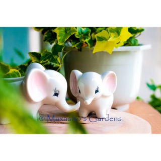 Chậu cây mimi- combo 2 chậu voi lớn và nhỏ