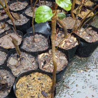 Cây sung mật cây chiết