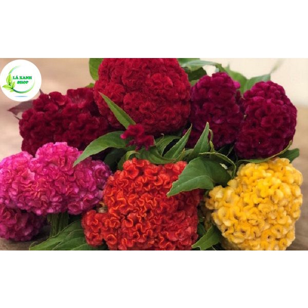 Hạt giống Hoa Mào Gà Búa Nhiều Màu Dễ Chăm Sóc, Trồng Quanh Năm (gói 0,1 gram)- Hạt giống Rạng Đông