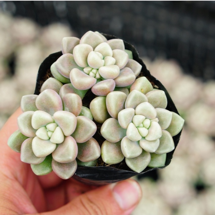 Sen Đá Kim tuyến GLASS GARDEN bầu nhỏ 6cm, Khỏe, Dễ trồng, Hàng Đà Lạt, Lỗi 1 đổi 1