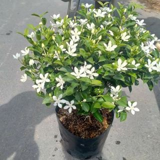 Mai Chỉ Thiên... thơm ngọt ngào