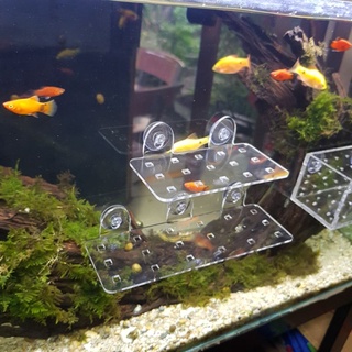 Vỉ mica trồng cây thủy sinh - Cốc mica Ươm Ráy -Bucep -Dương Xỉ -San hô - Khay trồng cây thủy sinh - Cốc mica trồng cây