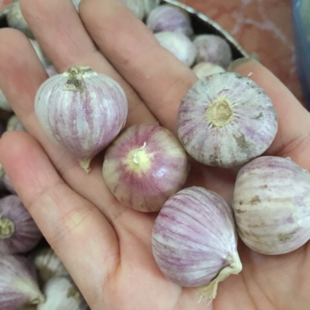 3,5kg tỏi cô đơn nhỏ, đều củ