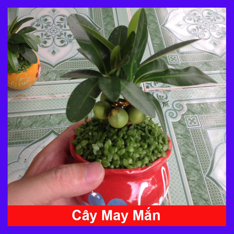 Caykiengsadec - Cây May Mắn - Cây cảnh mini để bàn