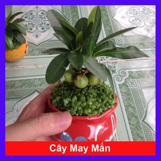 caykiengsadec - Cây May Mắn - Cây cảnh mini để bàn