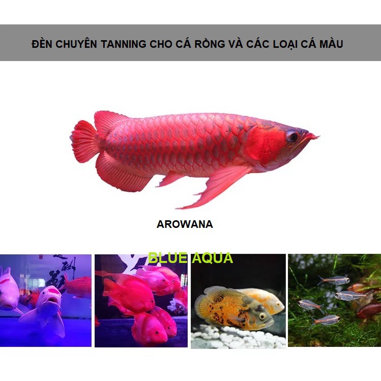 Đèn Led RGB Ibay Chuyên Tanning Cá Rồng