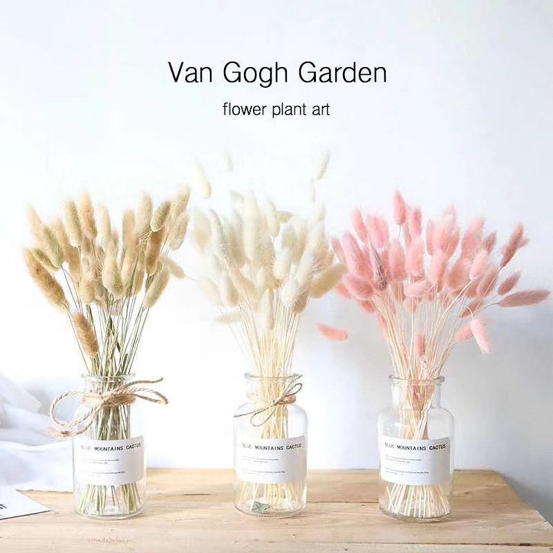 Bó 10 cành hoa Đuôi Thỏ Bunny Tails cắm lọ trang trí phòng