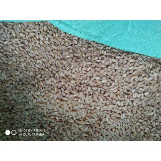 Lúa mì 1kg