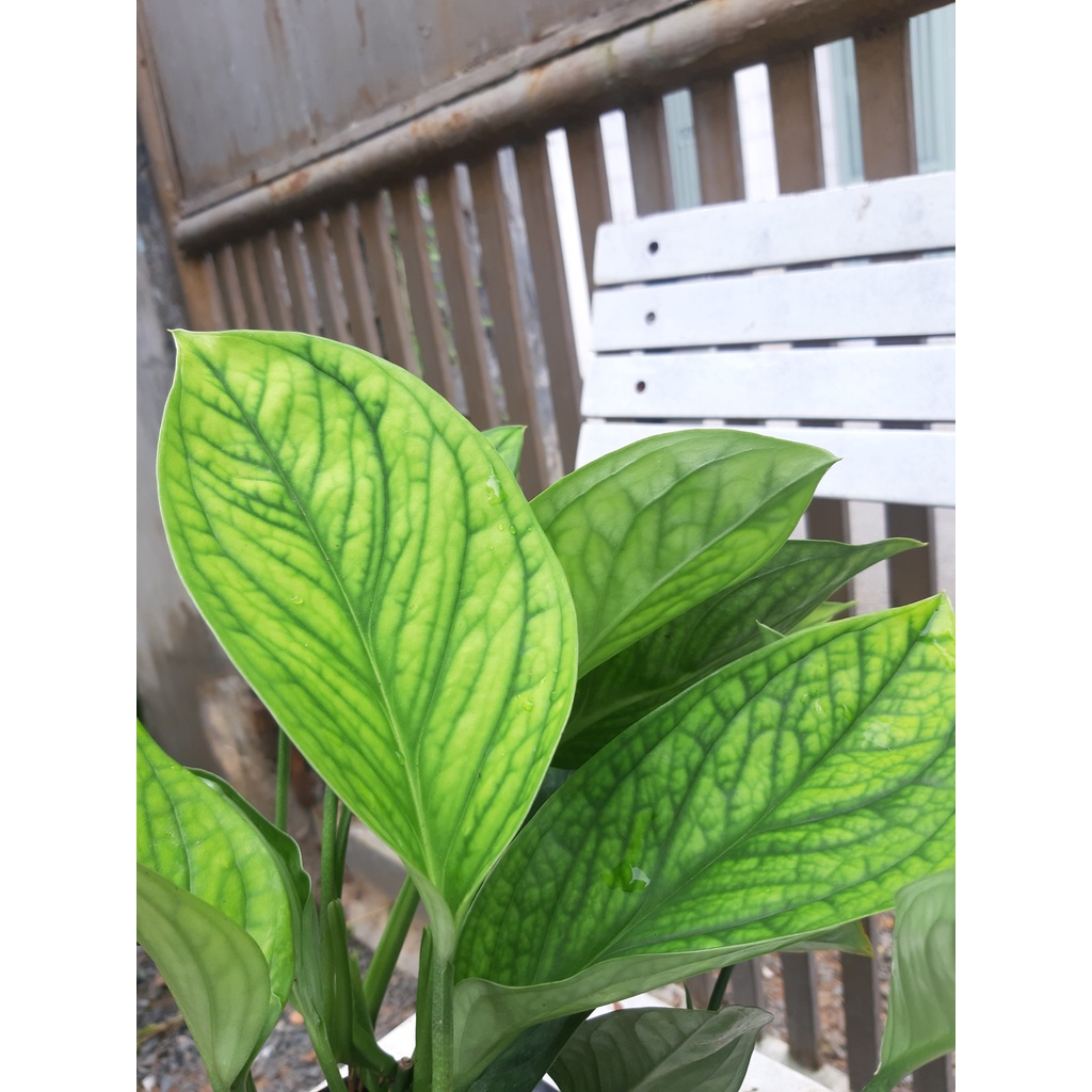 Trầu bà hạnh phúc size để bàn