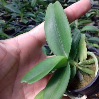 2 cây lan ngọc điểm