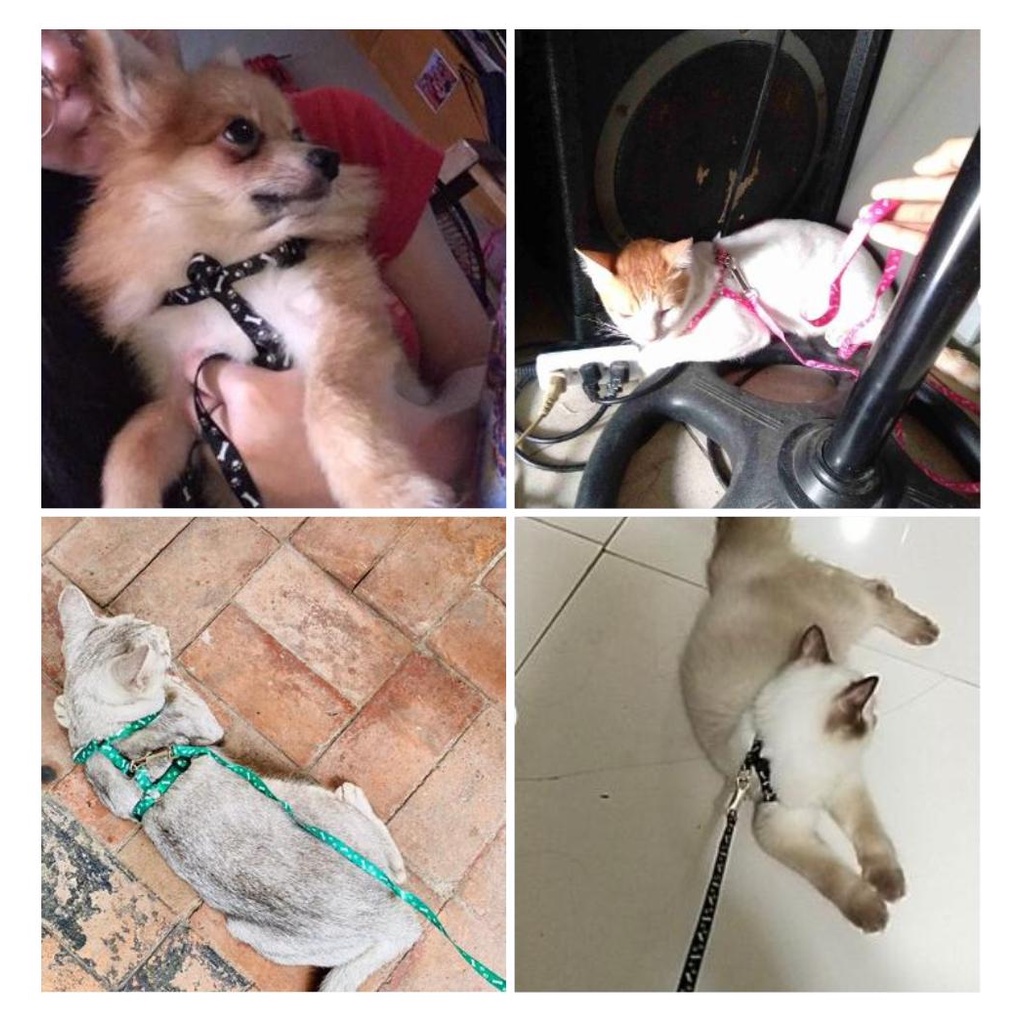 Dây dắt cho mèo đai yếm ngực, dây xích chó mèo - Hero Pet