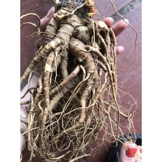 Sâm đương quy tây bắc 1 củ