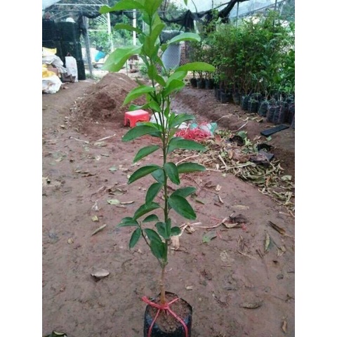 Cây giống quýt mỹ