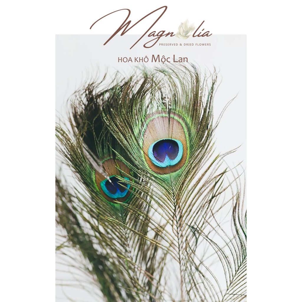Peacock Feather ❤️FREESHIP❤️ Hoa decor lông vũ, chụp ảnh sản phẩm, phụ kiện trang trí cắm hoa
