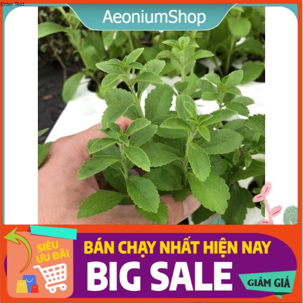 [ GIA VỊ HƯƠNG LIỆU ] COMBO 5 CÂY CỎ NGỌT VỈ ( Cỏ Lạc ) 🌿