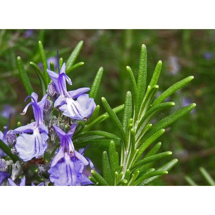 Gói 20 Hạt Giống Hương Thảo HẠT CÓ MÙI THƠM ĐẶC TRƯNG KHÔNG LO HÀNG GIẢ luckyseed hạt siêu rẻ