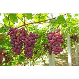 Hạt Giống Nho Leo Giàn Pháp