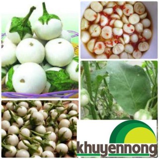 Gói 30 hạt giống cà pháo trắng