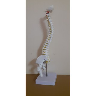 Mô hình cột sống 45cm