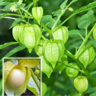 Hạt Giống Cây Thù Lù Nam Mỹ( Cây anh đào đất ) { gói 50 hạt }