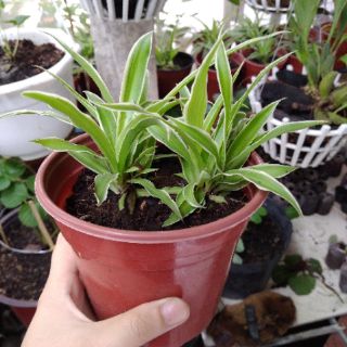 Chậu Cây giống Mẫu Tử
