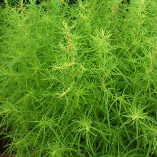 HẠT GIỐNG CỎ ĐỔI MÀU ( KOCHIA) 100 HẠT