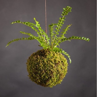 Cầu rêu Kokedama đủ kích thước