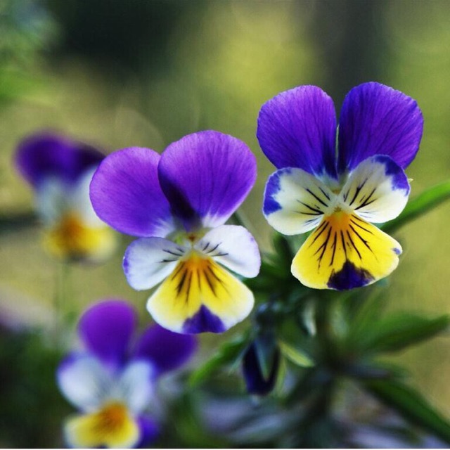 Hạt giống hoa cánh bướm păng xê, hoa tử la lan, hoa pansy, hoa păng xê có tên khoa học: Viola tricolor