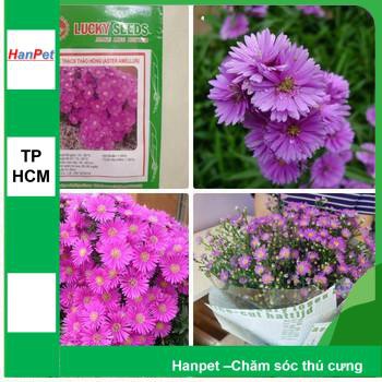 HCM- (HOA TRONG NHÀ) Hạt giống hoa Thạch thảo- Thuần hóa Phù hợp khí hậu Việt Nam -