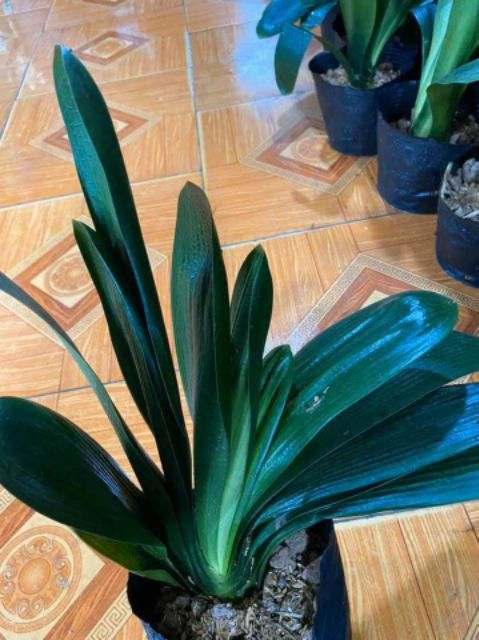 Hoa Lan Quân Tử Siêu Đẹp