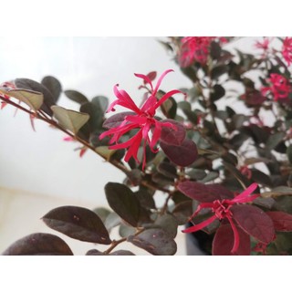 Cây Hồng Phụng
