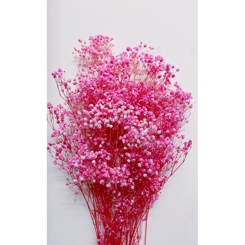 Hoa Baby Bloom hồng baby Gypsophila hoa khô trang trí phòng