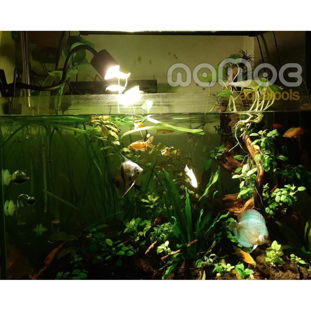 Đèn LED Siêu Rọi Kẹp Thành Bể 3 Chế Độ Màu - Led Rọi Bể Cá Thuỷ Sinh, Biotop