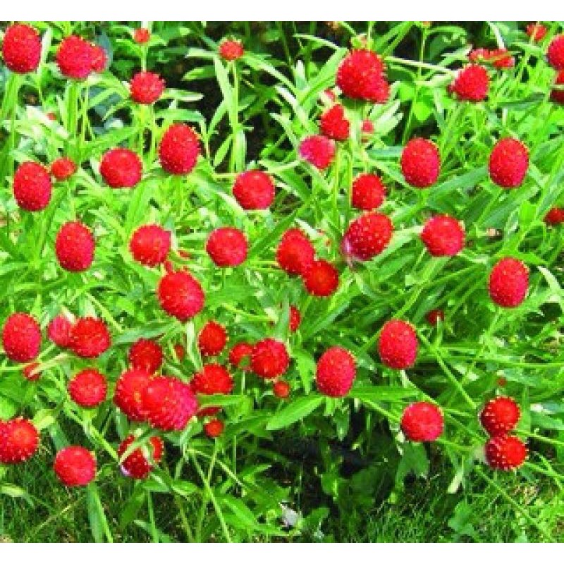 Hạt Hoa CÚC Nút Áo nhiều màu - Gói 0,5 gram