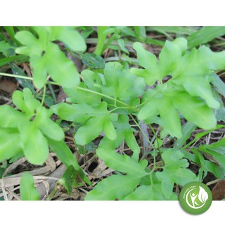 Cây Bòng Bong 1KG -ND155