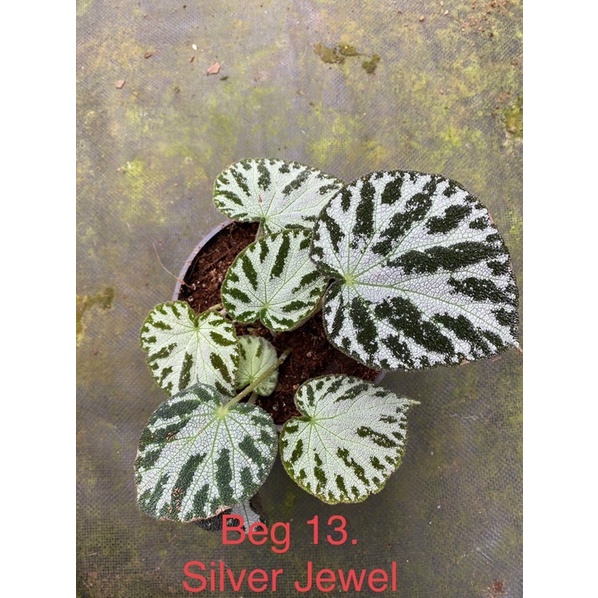 Chậu cứng Begonia Silver Jewel tuyệt đẹp