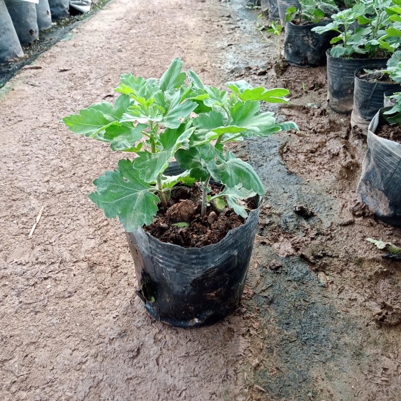 Cây giống cúc cỏ sơn la, hoa đỏ, hương thơm, ra hoa vào dịp tết, trồng chậu, vườn, khu nghỉ dưỡng, flamingo