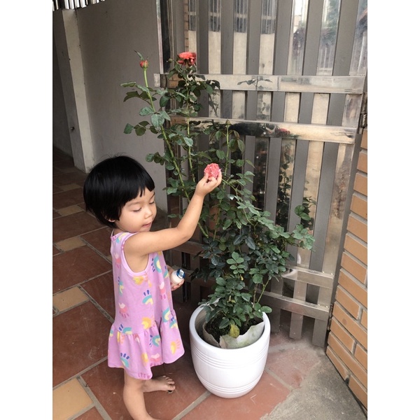 Si Cây hoa hồng Flamingo hoa màu cam lửa đẹp, kích thước  có nụ.hoa