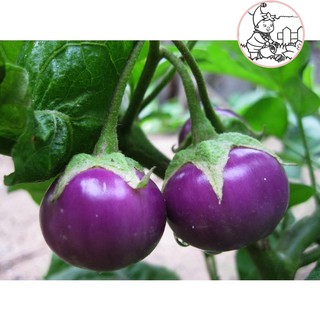 HẠT CÀ PHÁO TÍM F1 - GÓI 1 GRAM