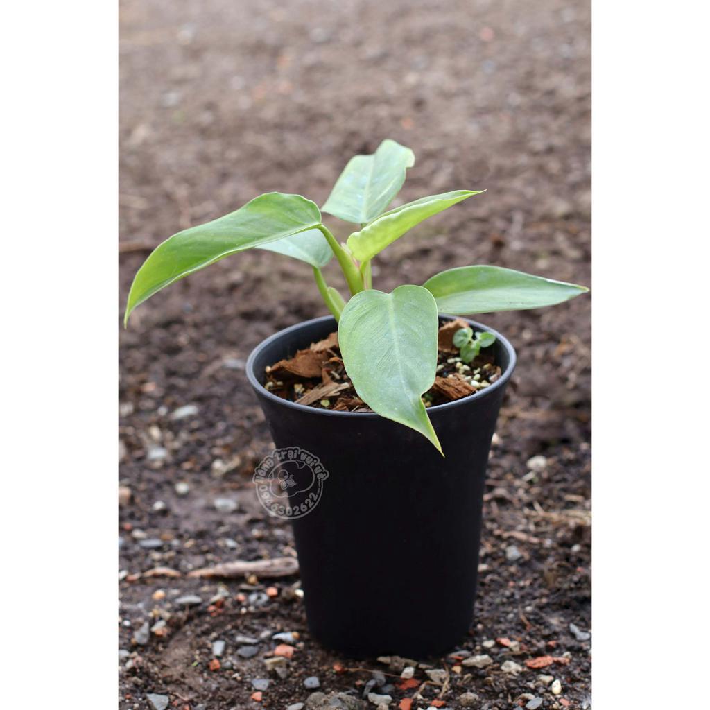 Philodendron White Knight / Kỵ Sĩ Trắng