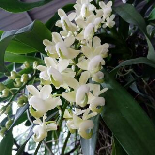 quế xếp hòa bình chậu f12