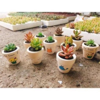 MEOLUOI99- Chậu sen đá mini gốm trắng( cả chậu và cây )