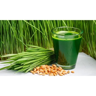 Hạt Giống Lúa Mì - Lúa Mạch - Gói 100gram