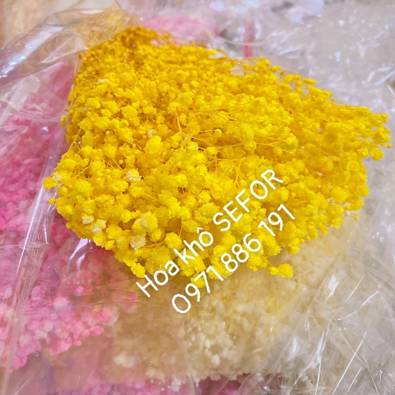 Hoa baby ướp xanh dương❤️FREESHIP❤️ Gypsophila hoa khô trang trí phòng ngủ, làm đồ handmade